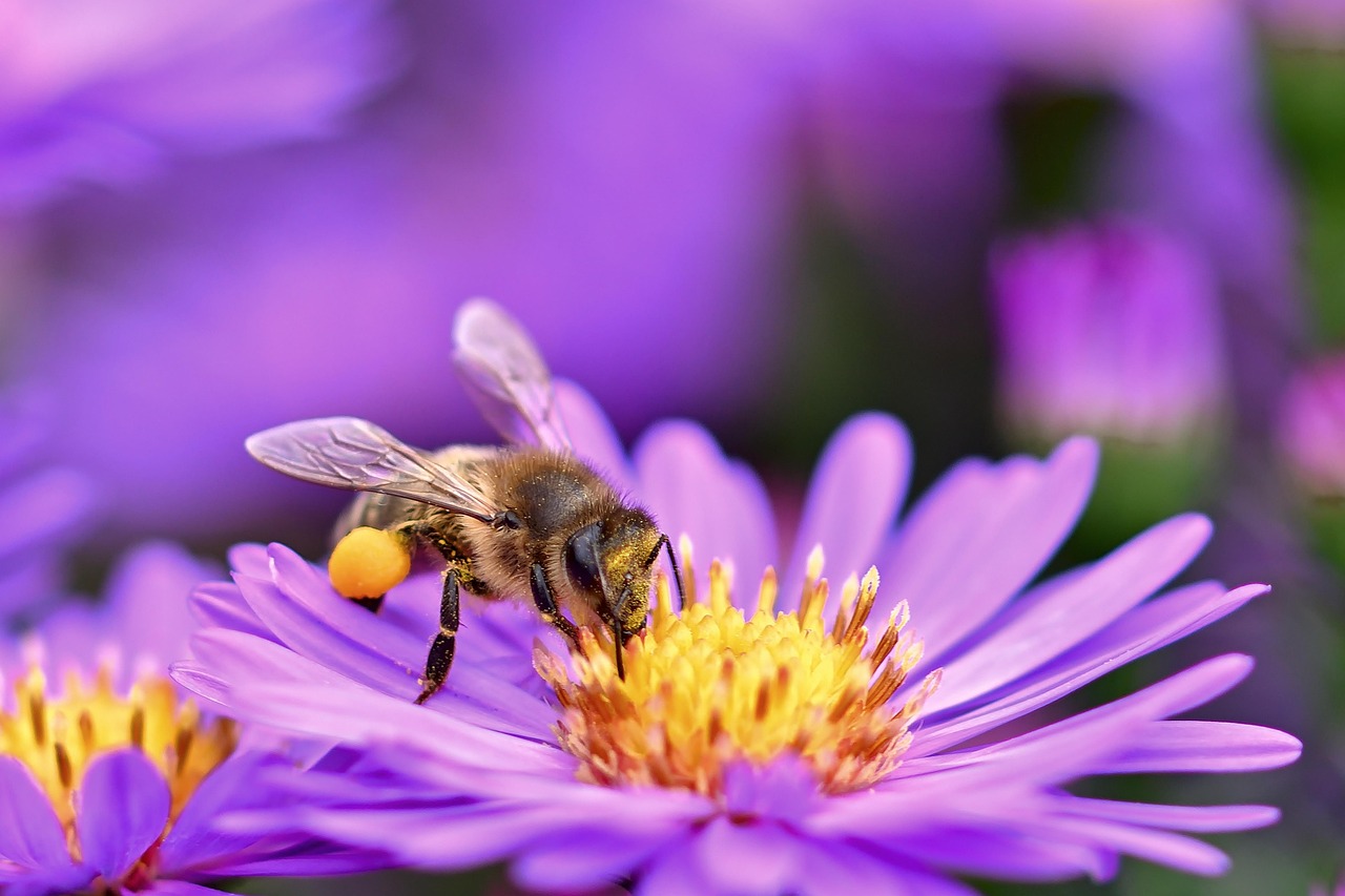 5 things you can do to fight climate change in your garden