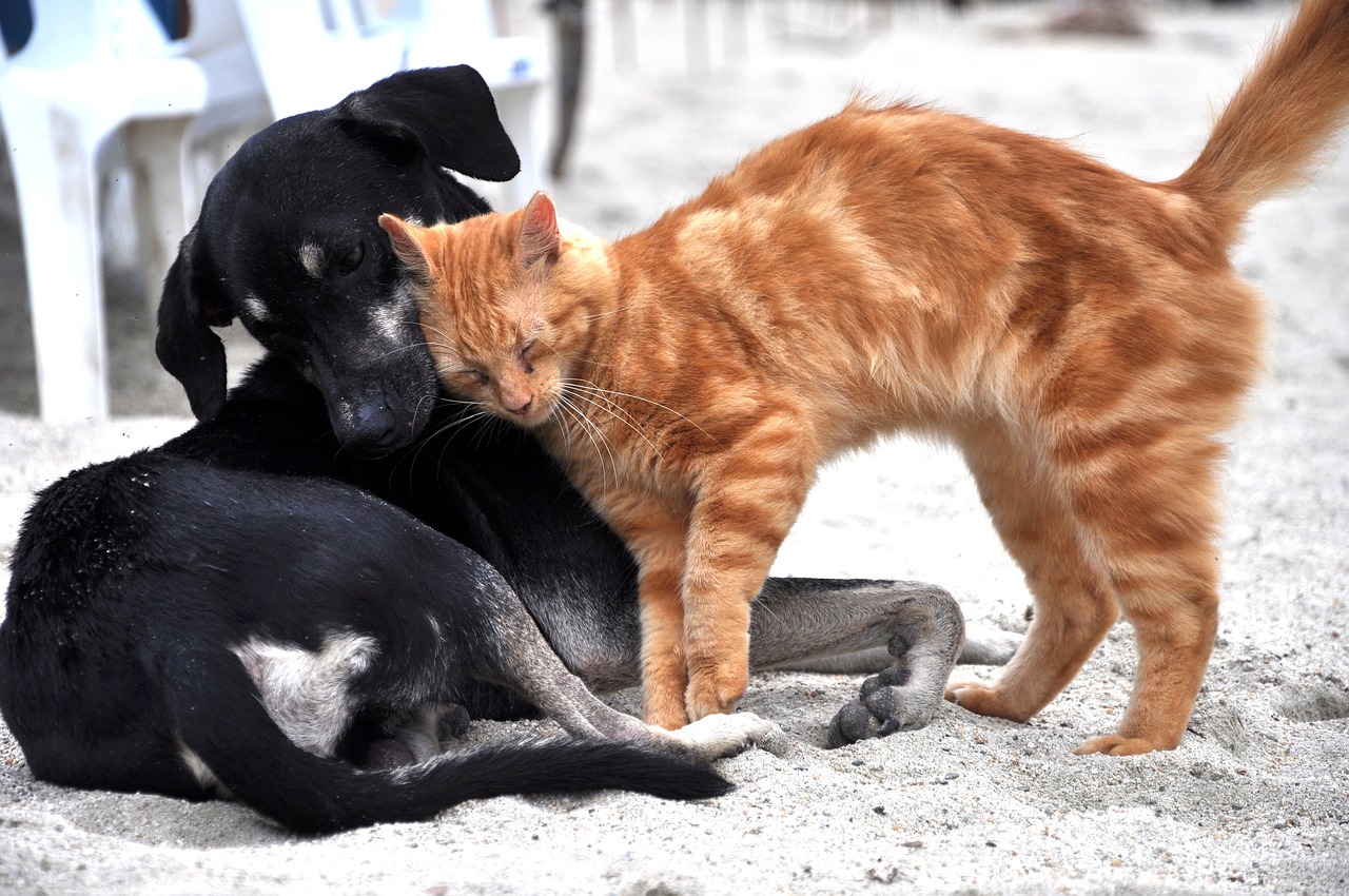 What affects the carbon footprint of pets?