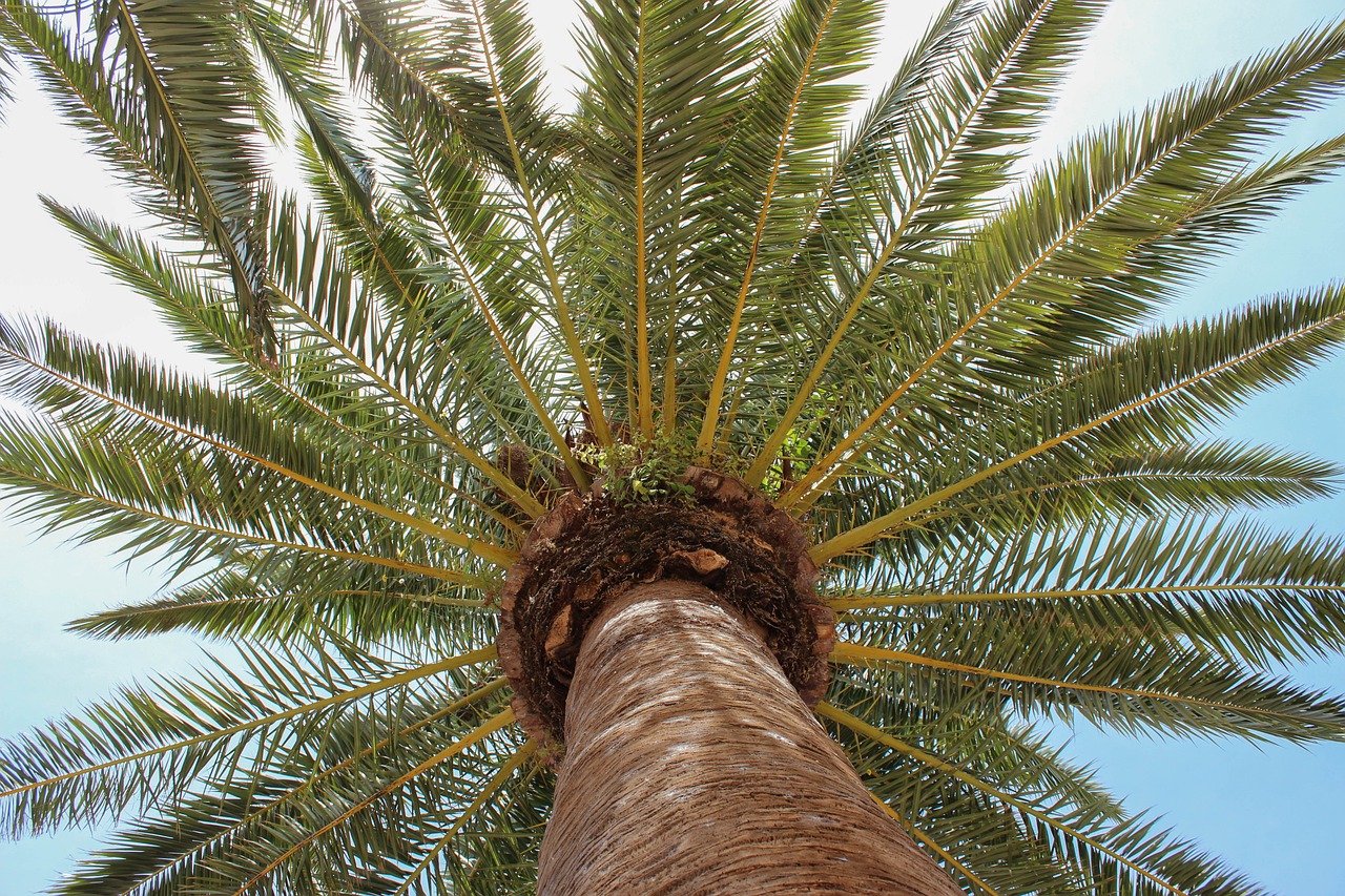 Should we avoid palm oil?