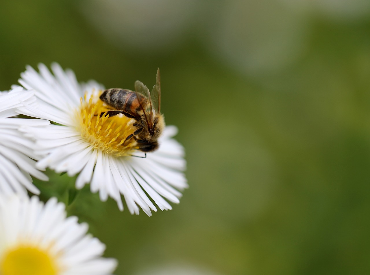 Plants that attract pollinators