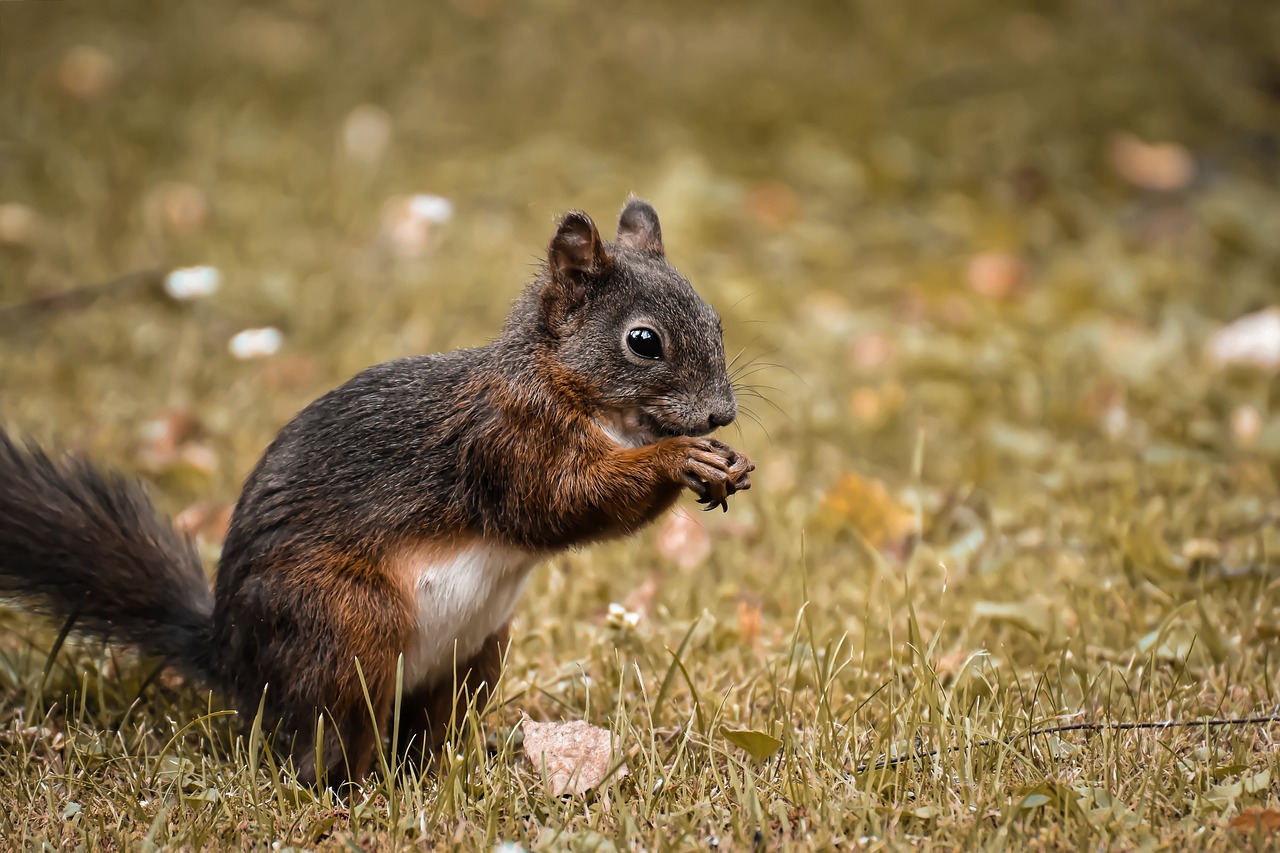 How to look after wildlife in your garden