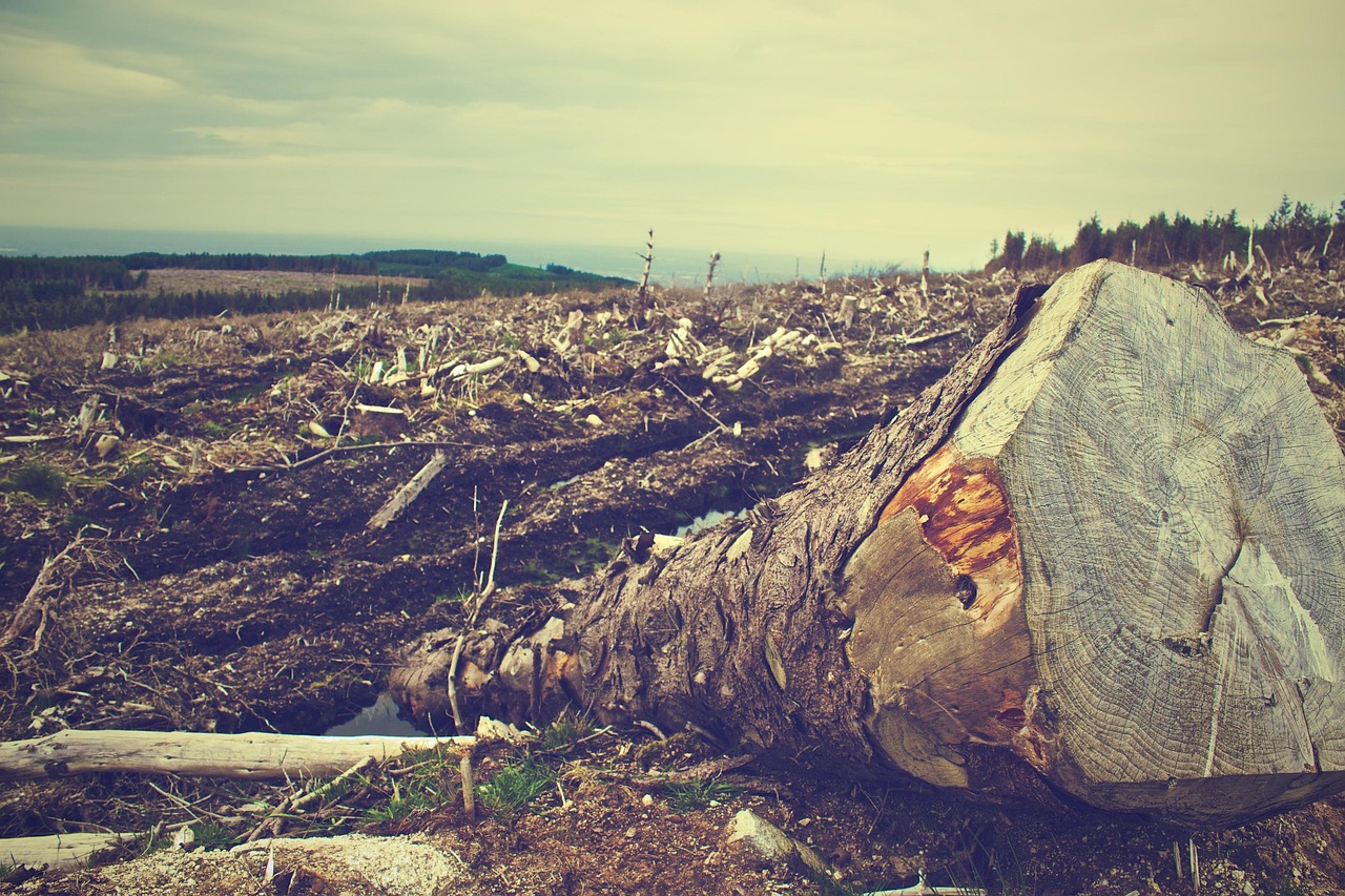 Shop to reduce deforestation