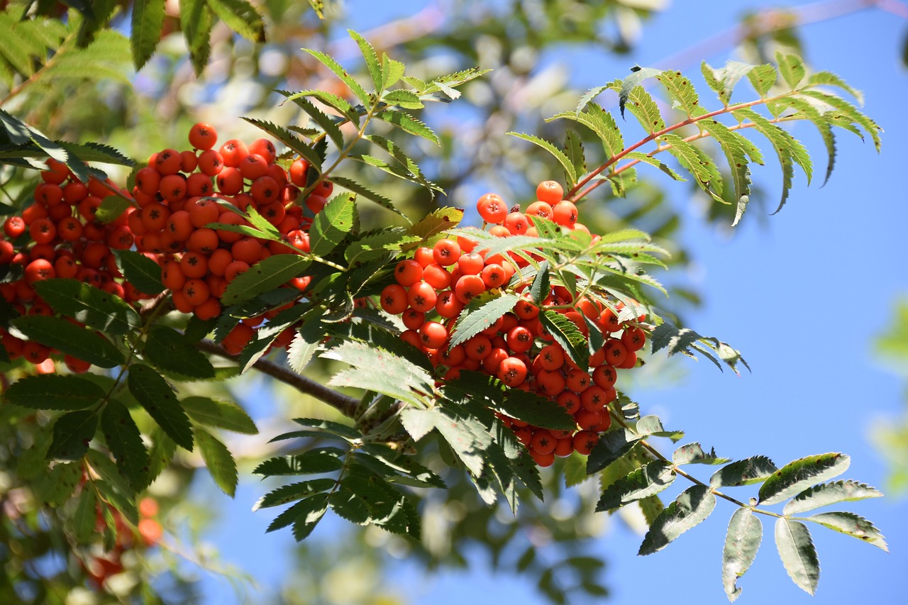 How to grow a low carbon garden