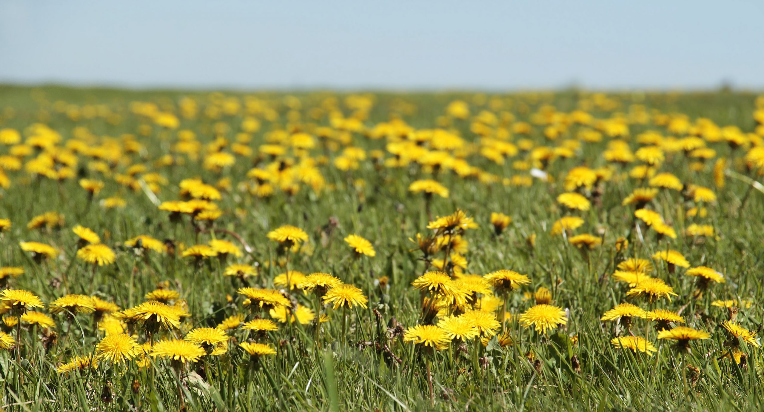 The low carbon way of dealing with weeds