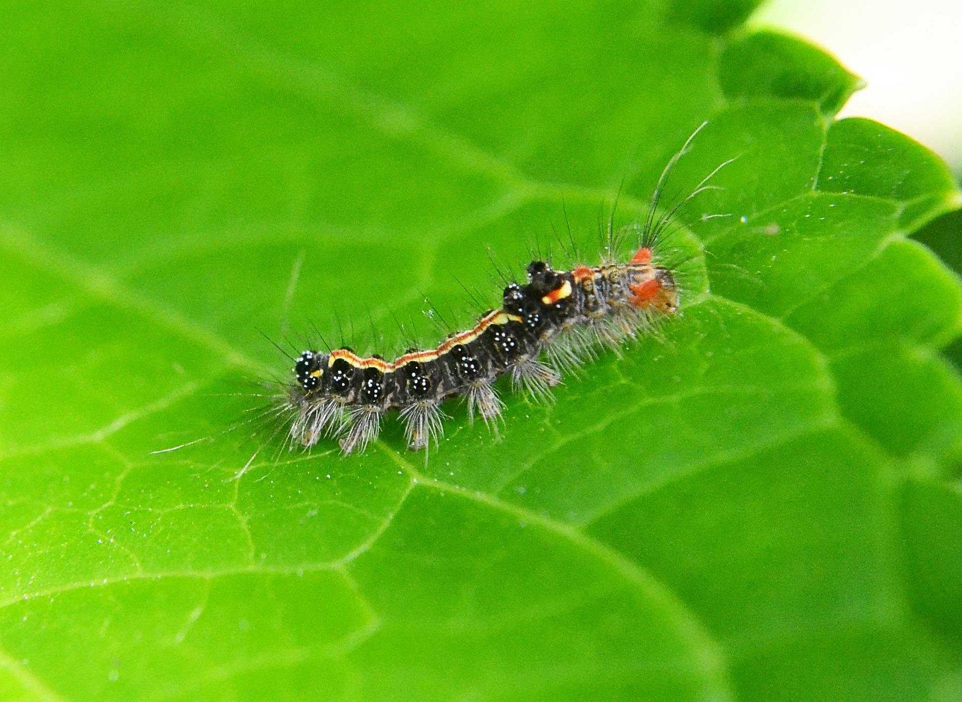 Prevent pests without buying pesticides