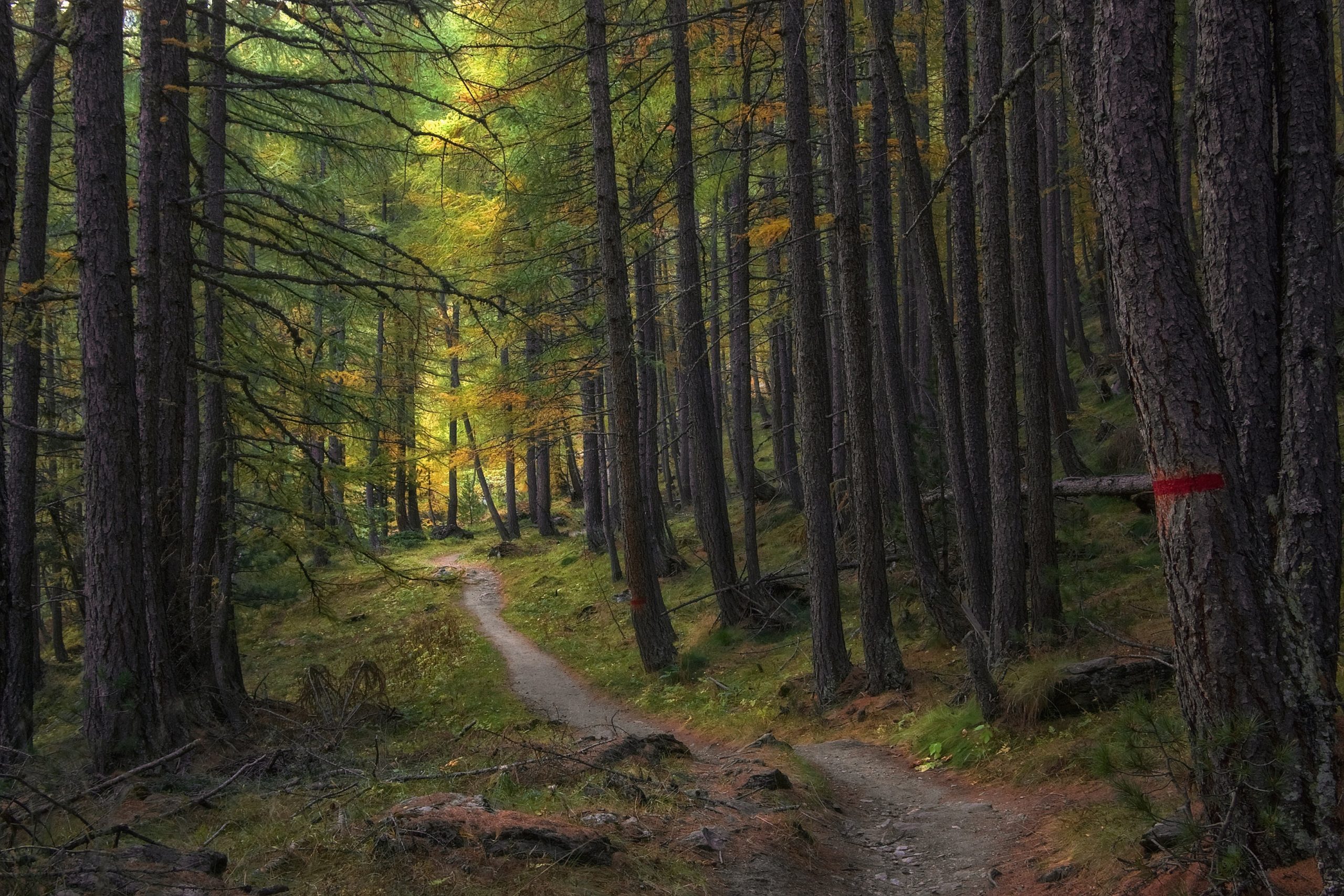 Connecting with nature improves mental health