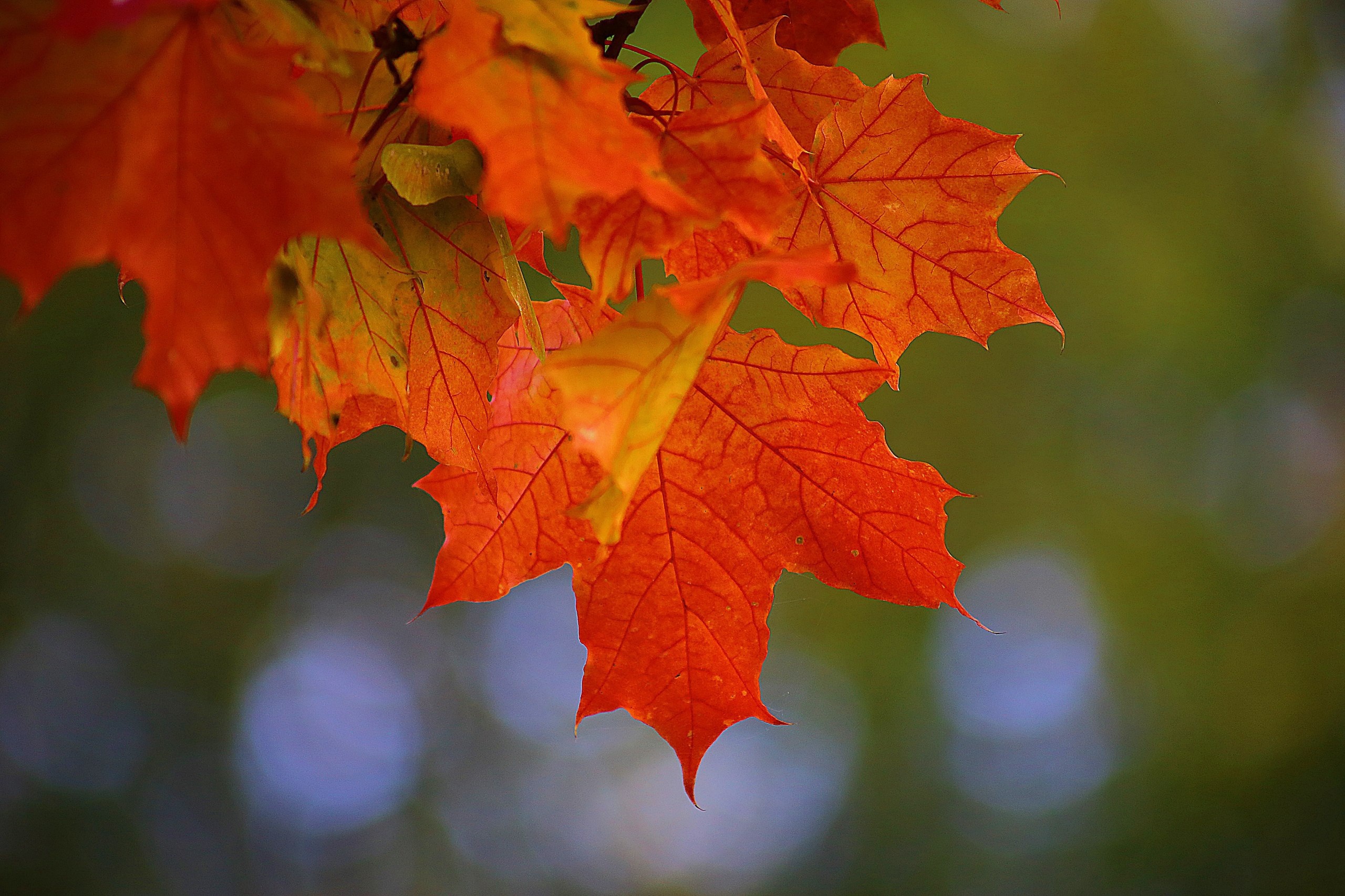 What can you do in Autumn?